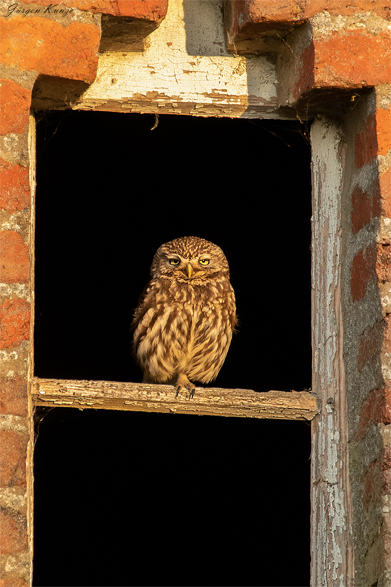 Abends am Fenster