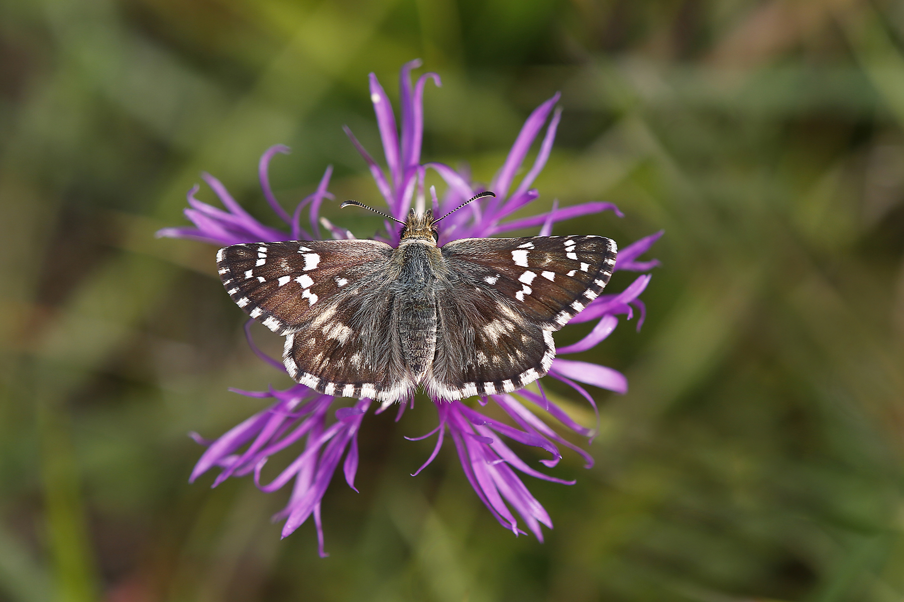 Pyrgus cirsii