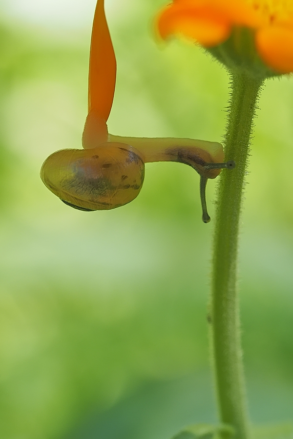 akrobatische kleine Schnecke