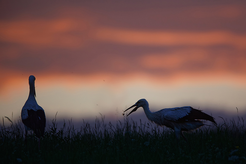 abendliche Jagd