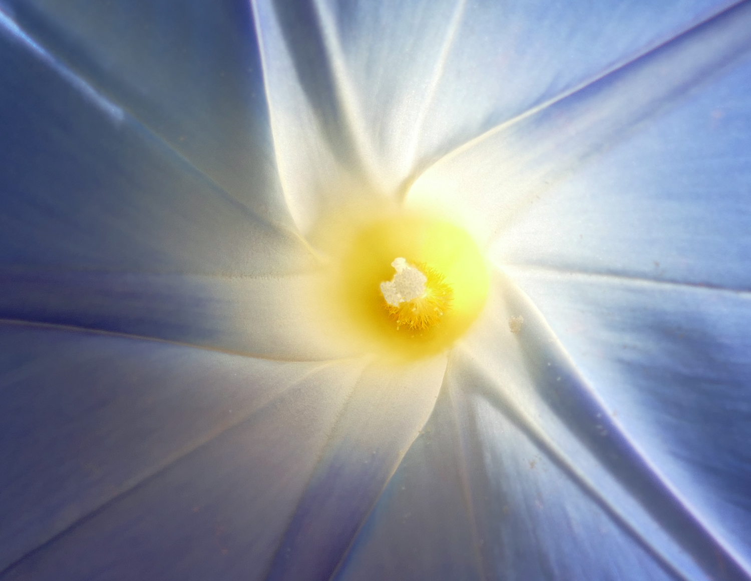 Das  Windrad im Garten ...