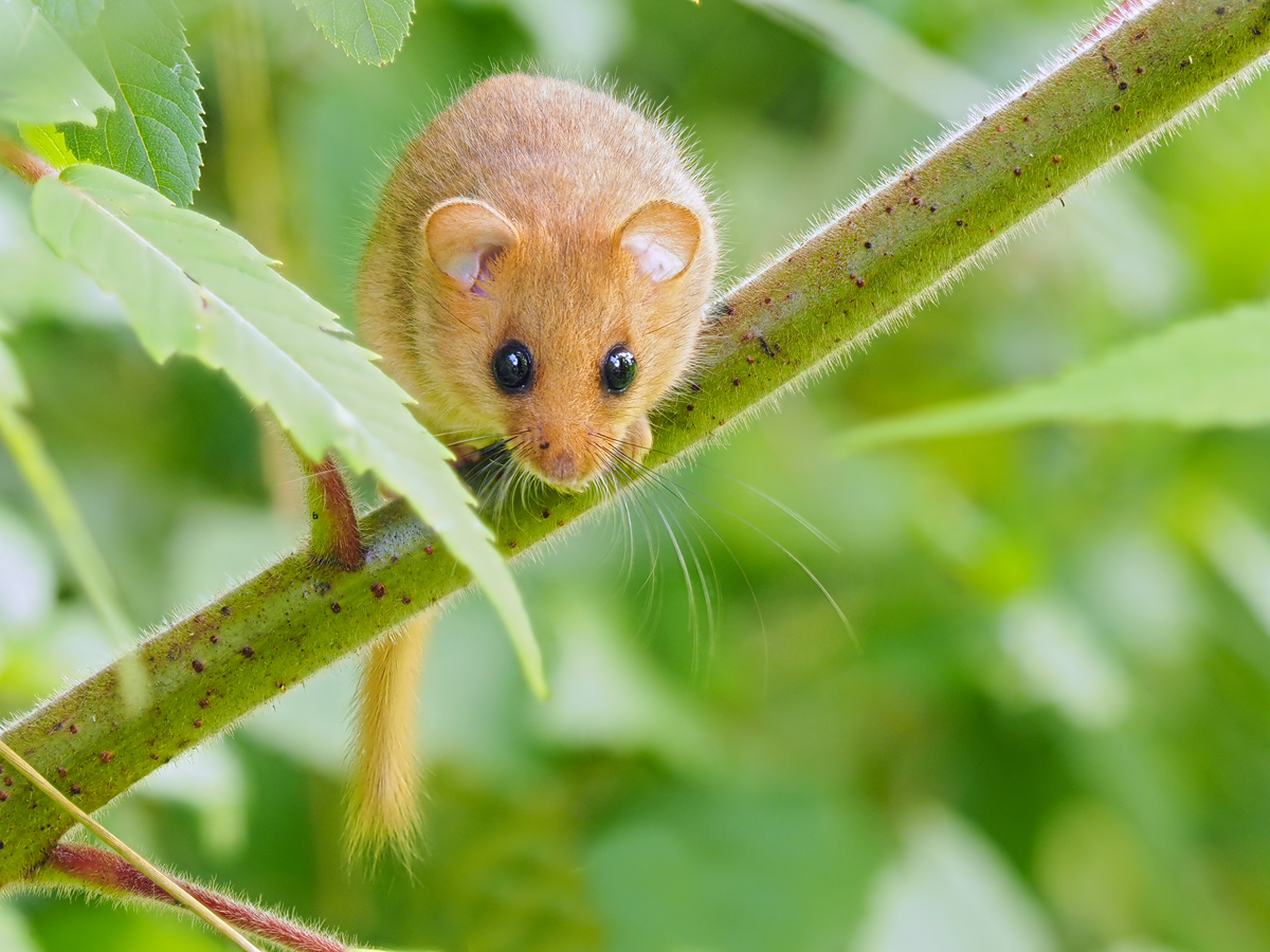 Haselmaus II