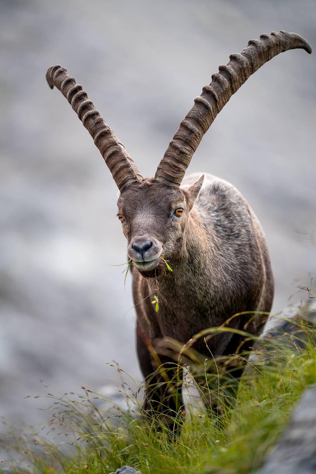 Steinbock am Fettreserven aufbauen :D