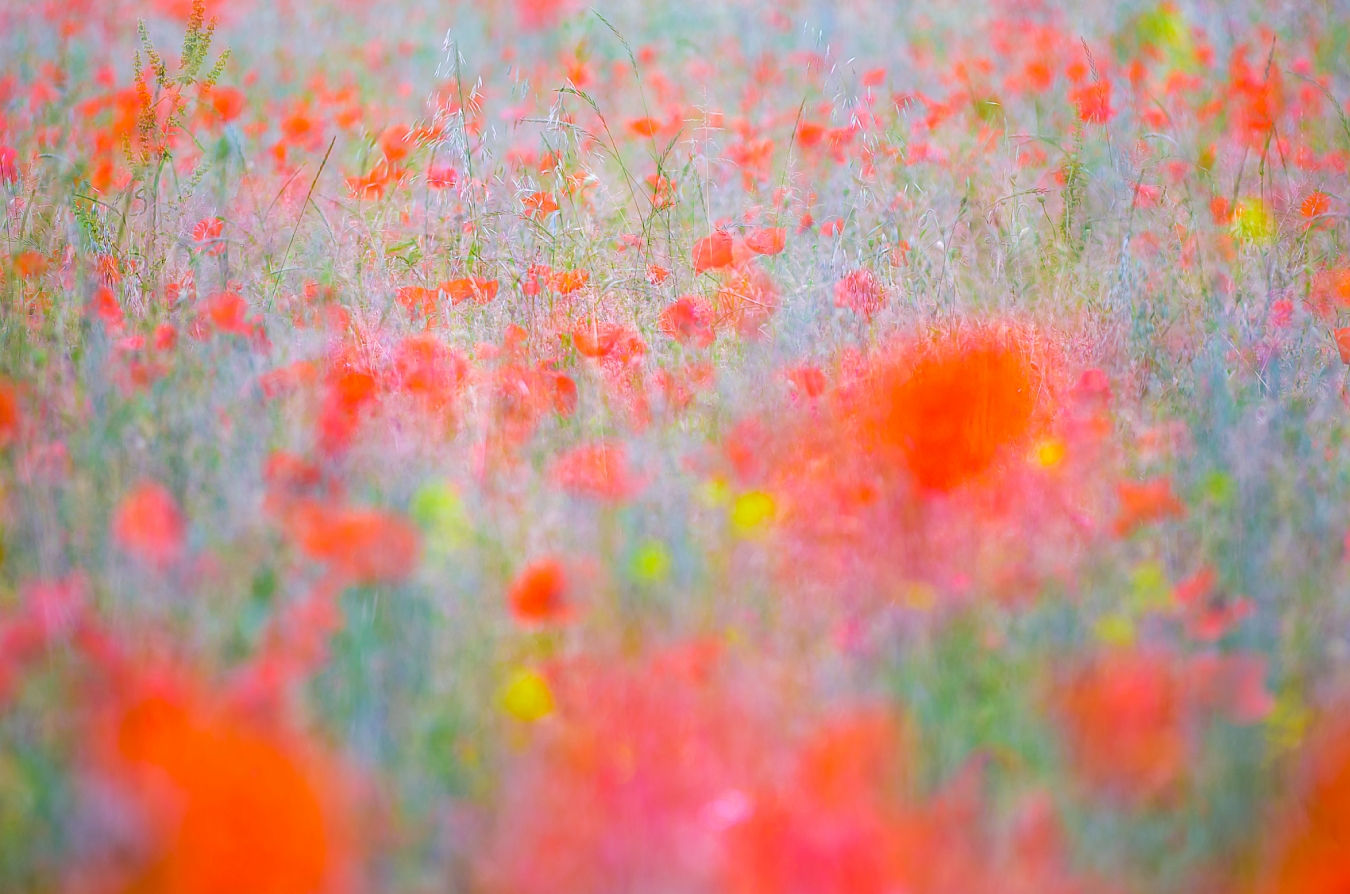 Sommer in der Wildblumenwiese ....