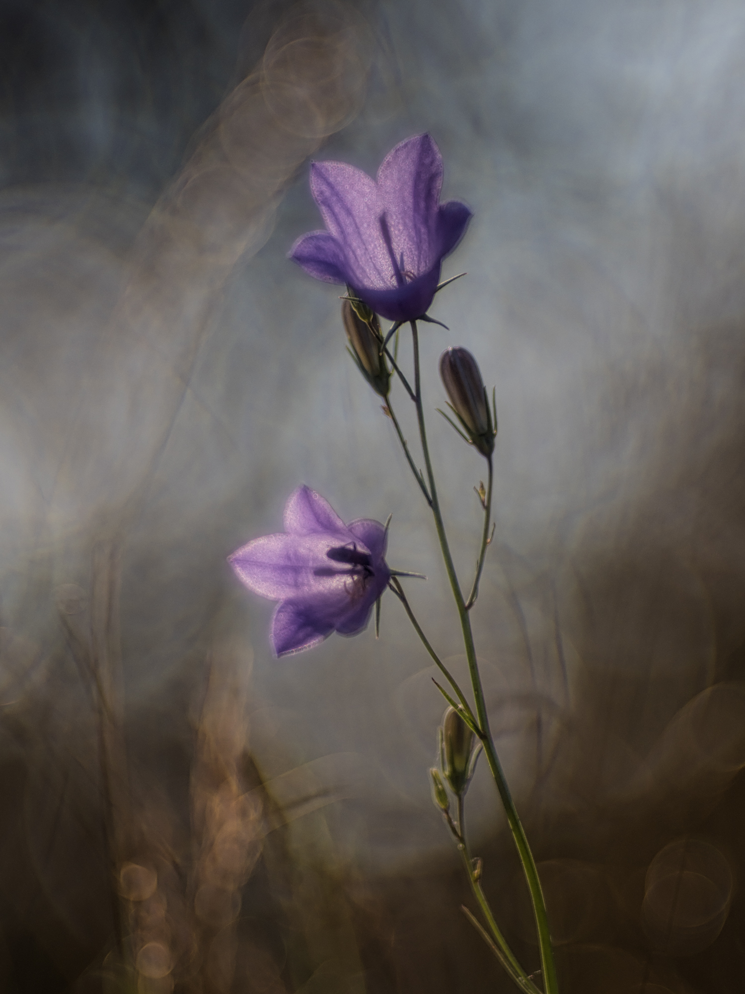 Glockenblume