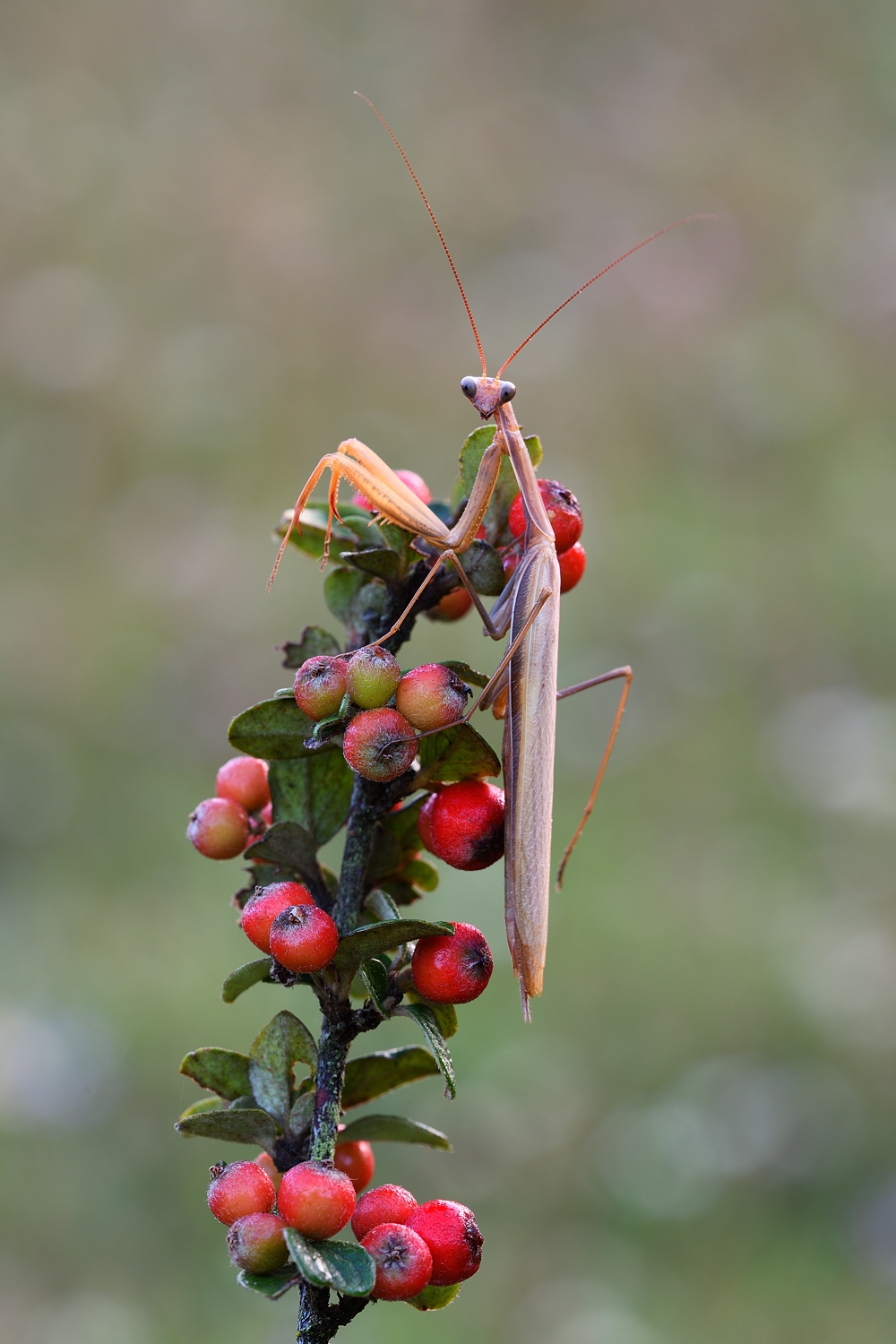 Mantis Religiosa