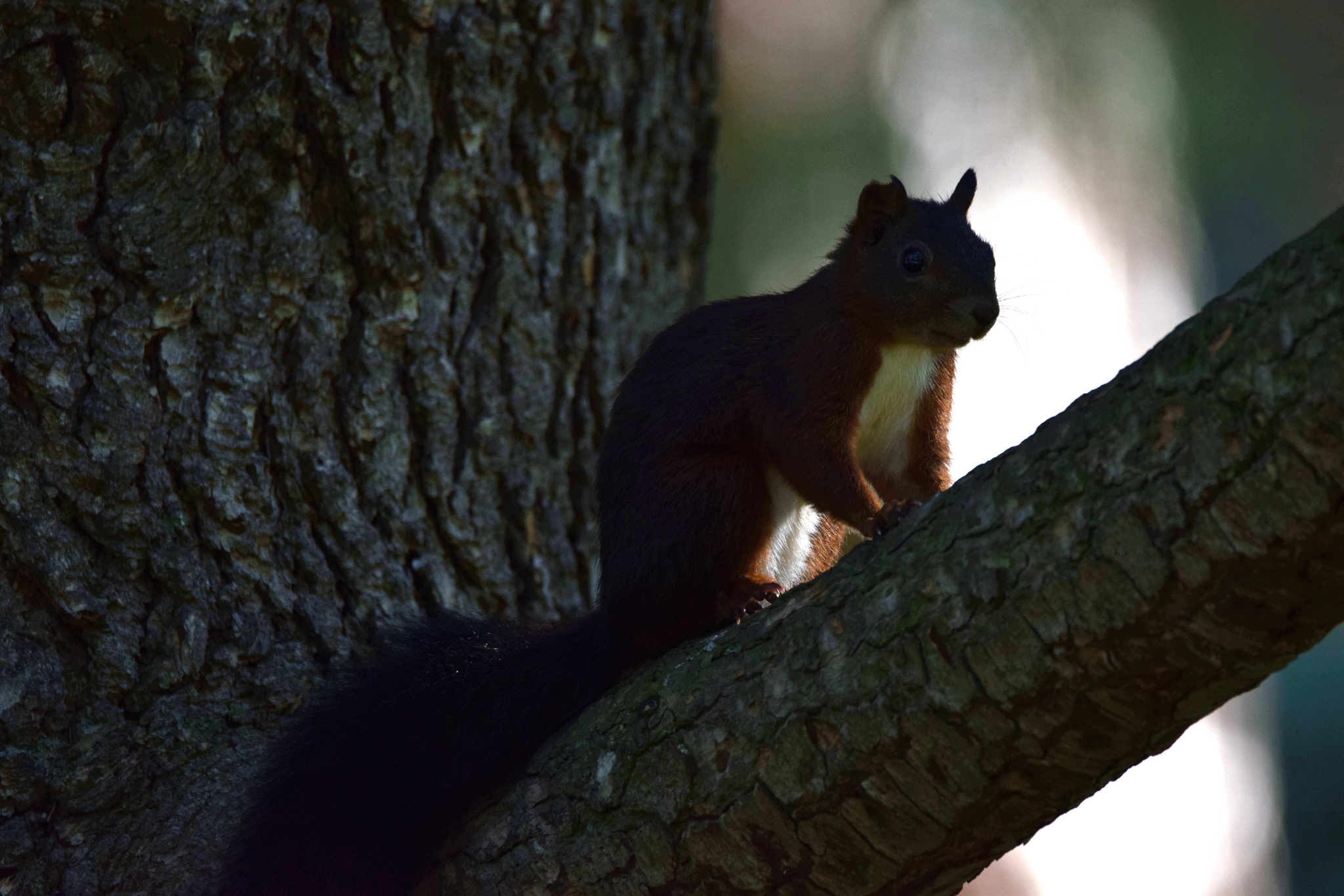 Wer versteckt sich denn da im Baum ?