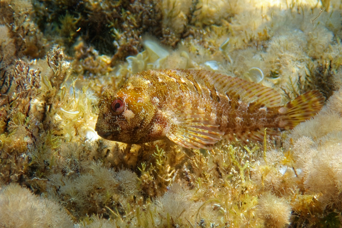 Gestreifter Schleimfisch