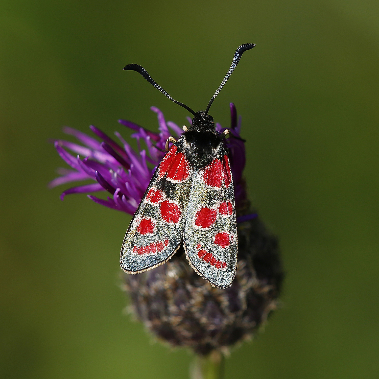 Zygaena carniolica