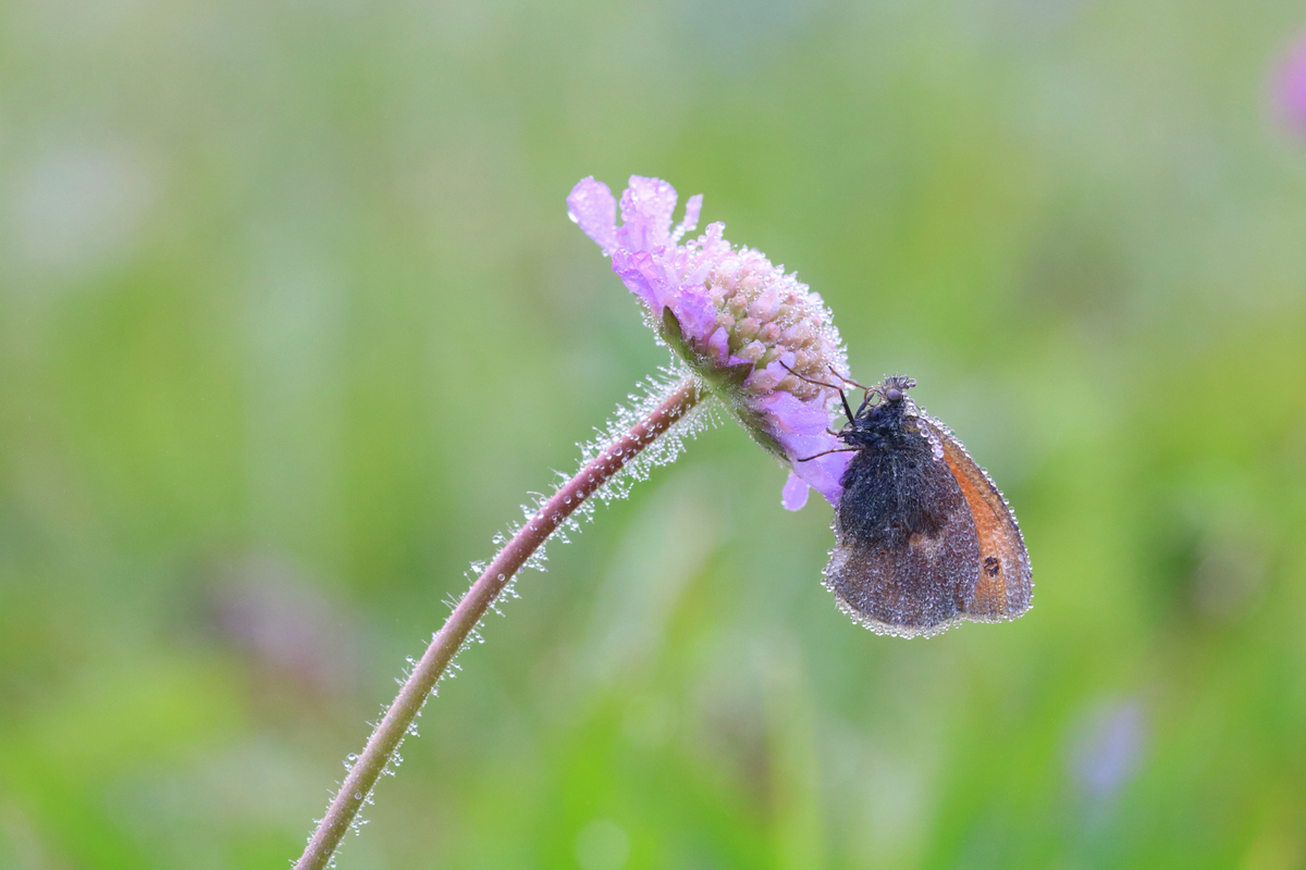 In der feuchten Wiese