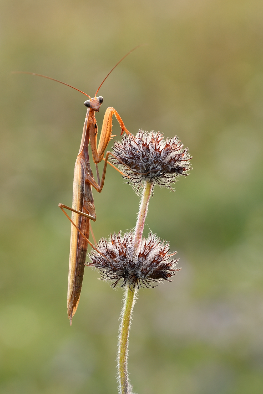 Mantis Männchen