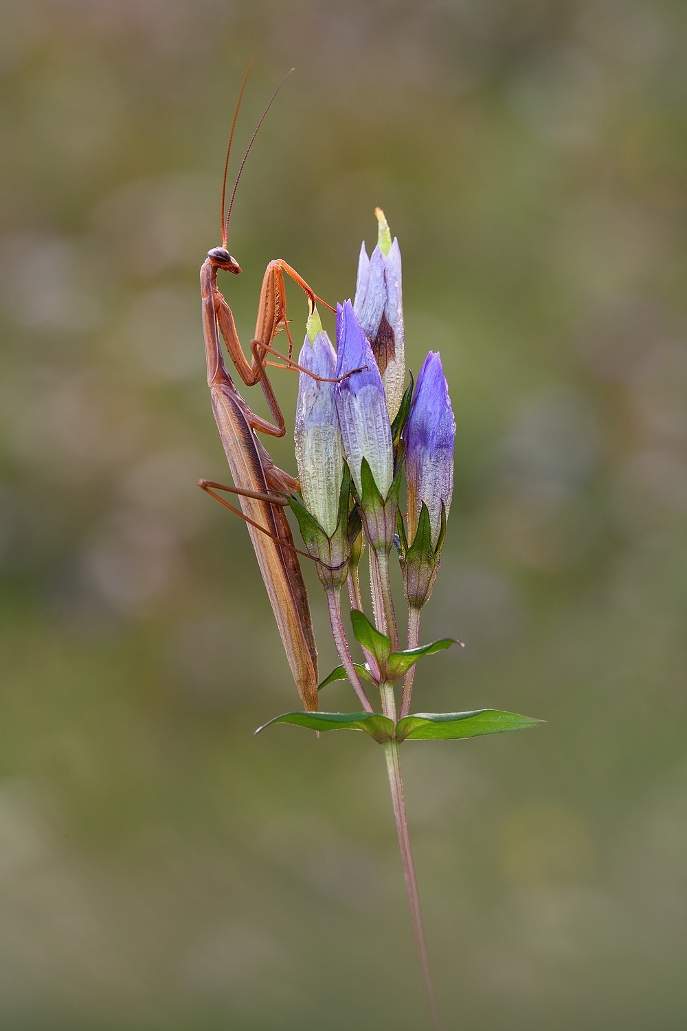 Mantis Religiosa