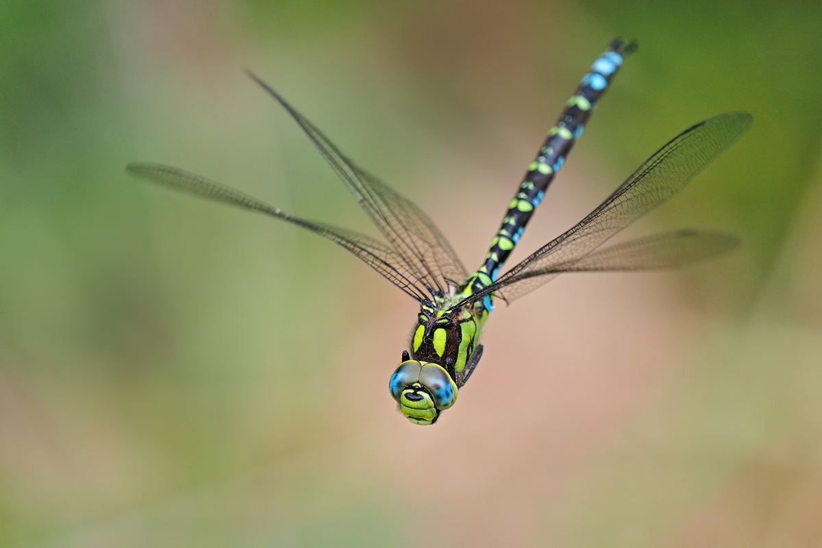 Flugbild der Blau-Grünen Mosaikjungfer