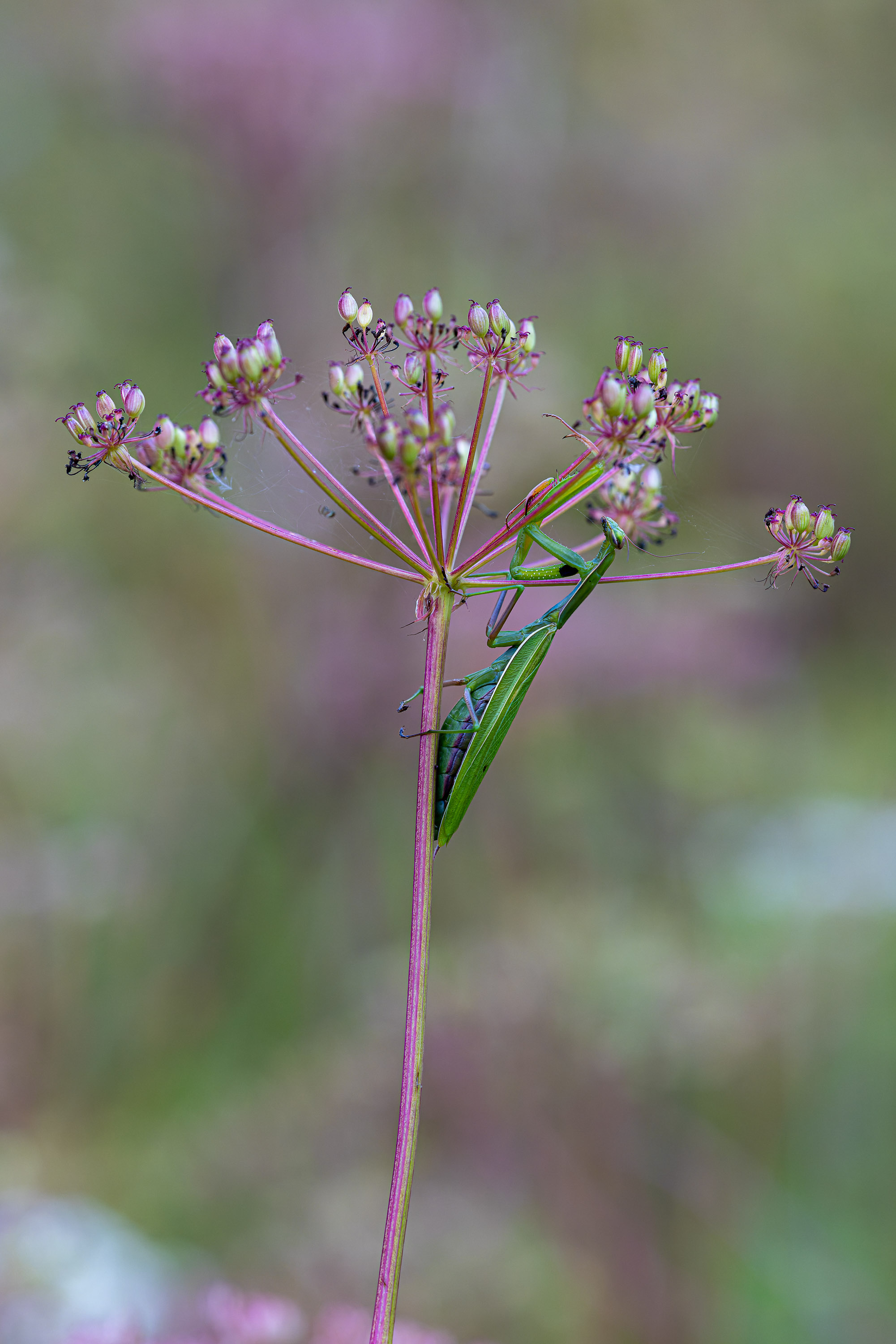 Mantis religiosa