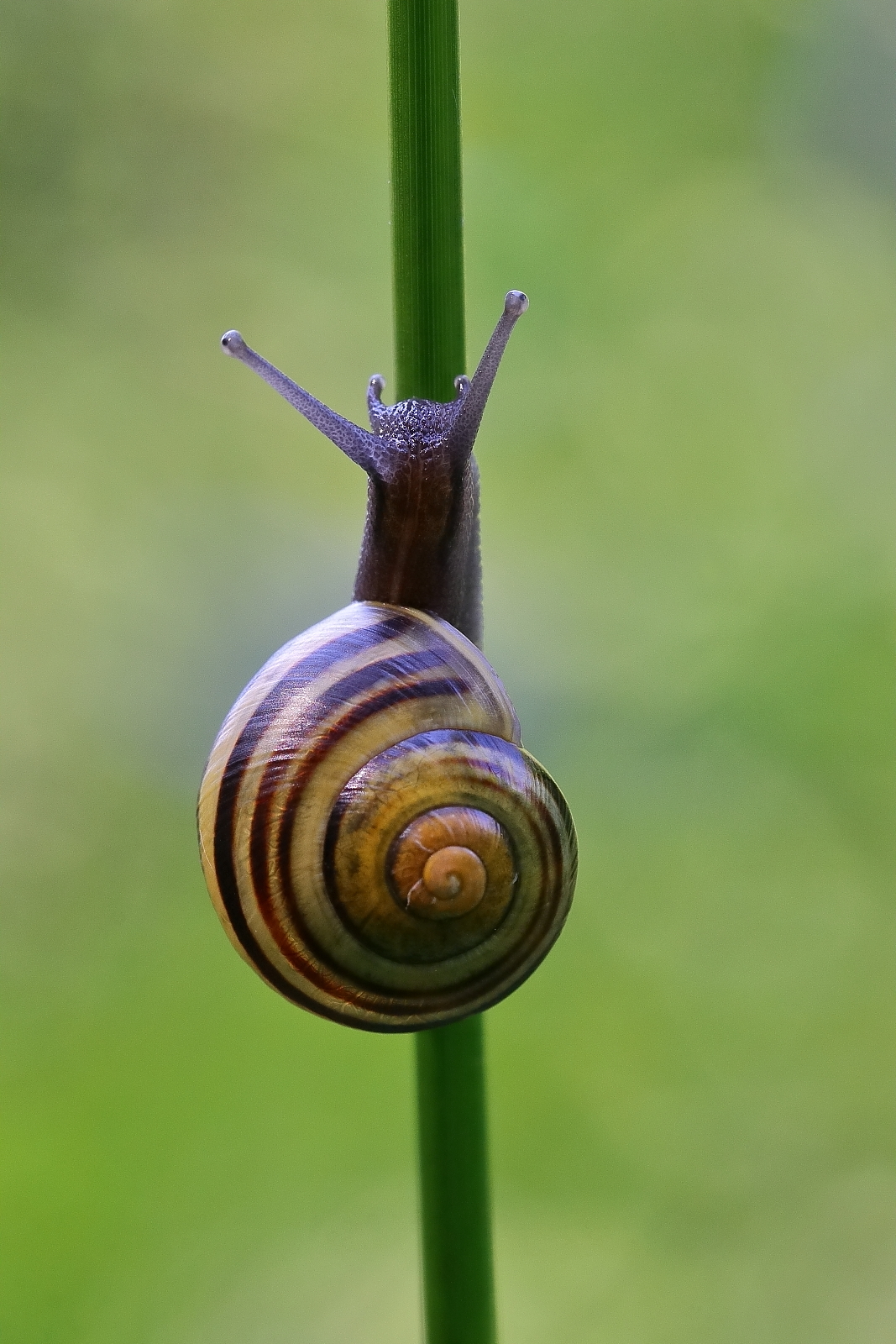 Schnecke