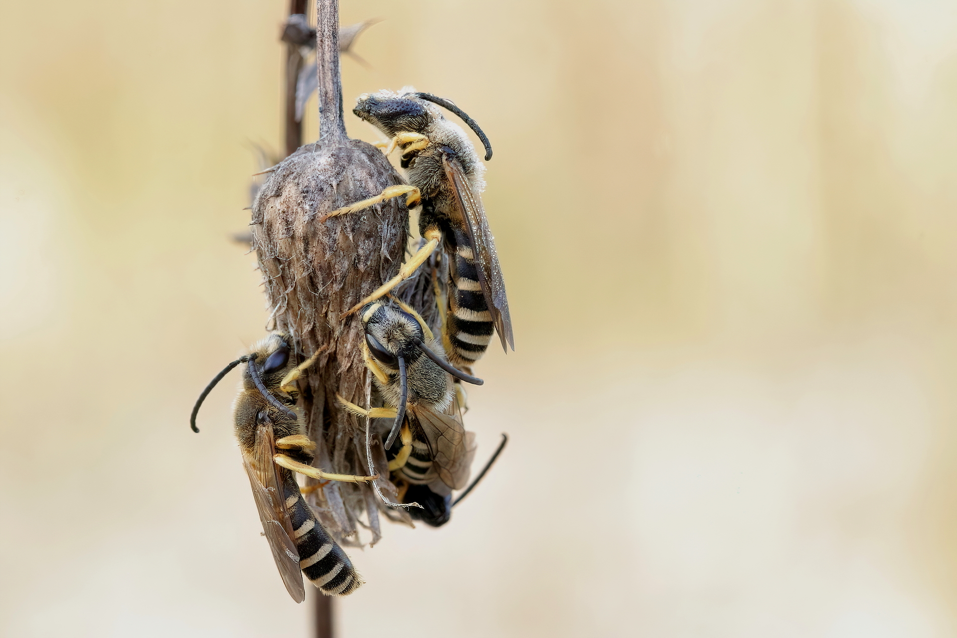 Gelbbindige Furchenbiene (Halictus scabiosae)