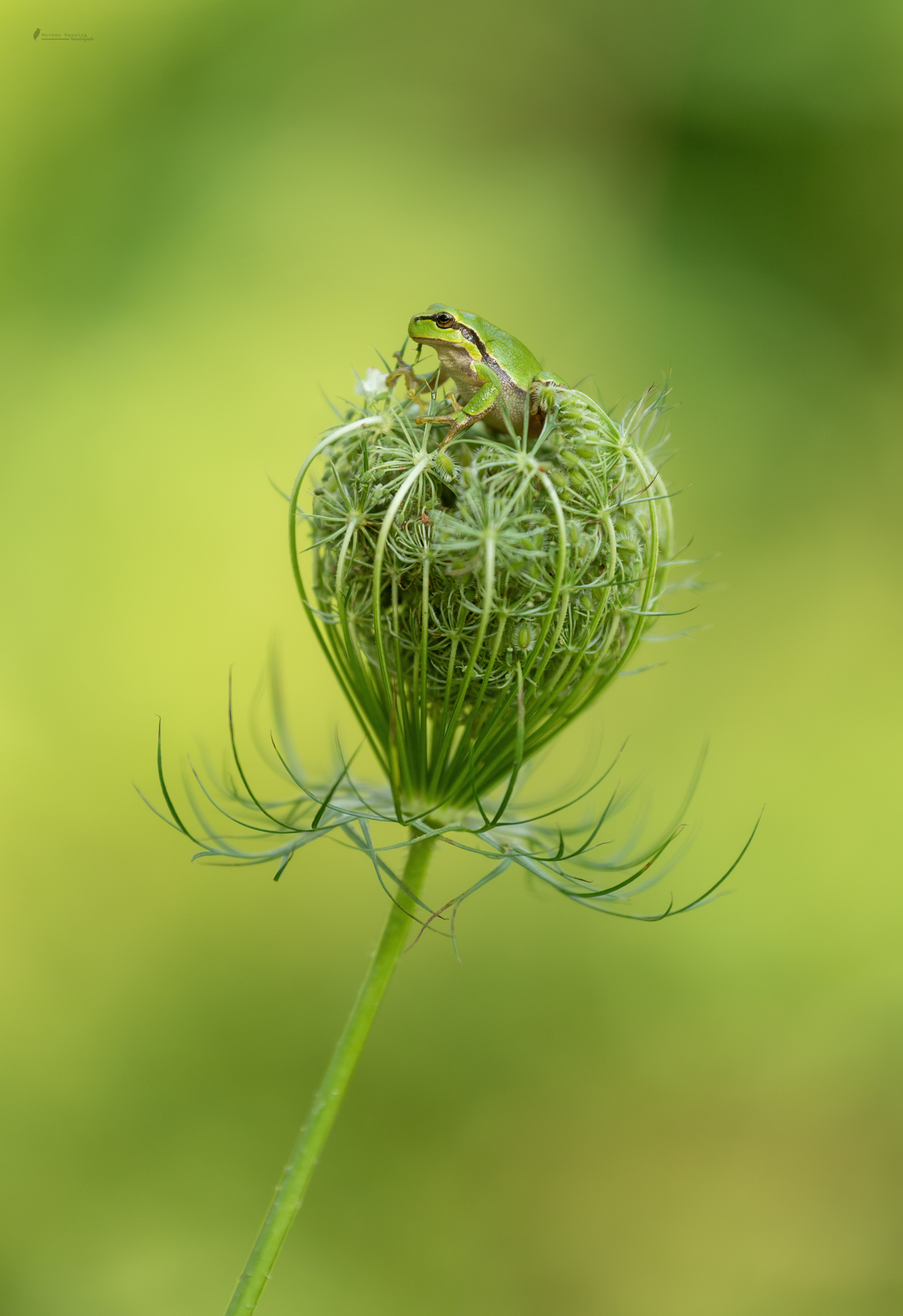 König Laubfrosch