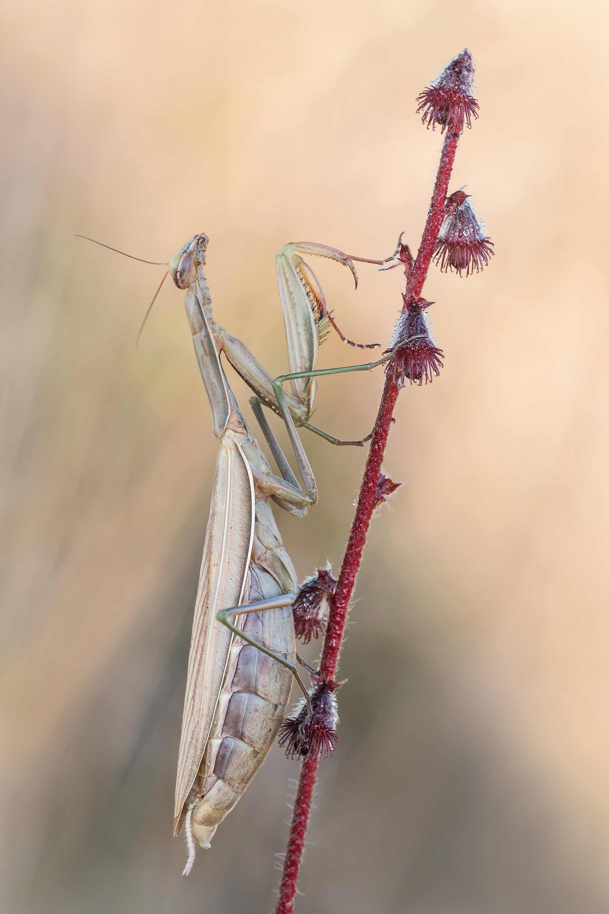 Mantis religiosa