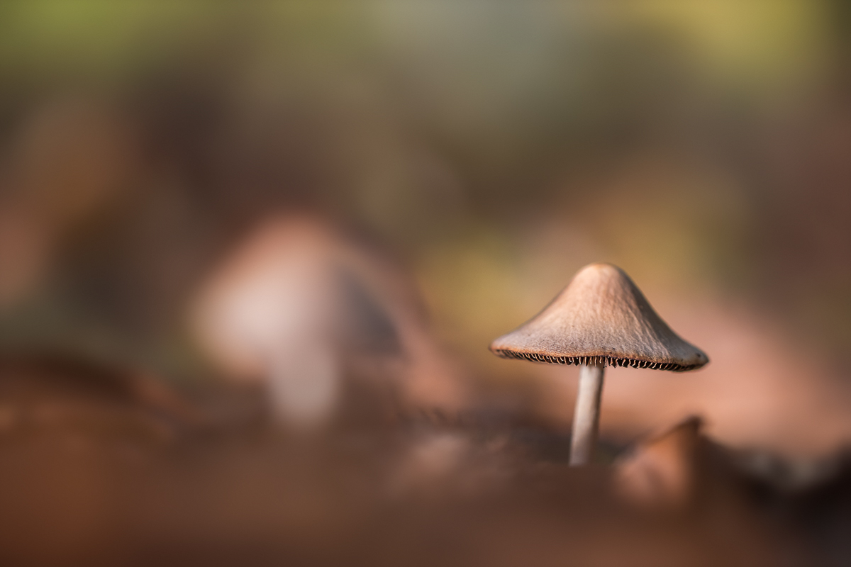 Pilz im Abendlicht