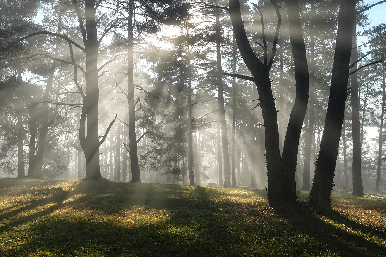 Bäume im Morgennebel