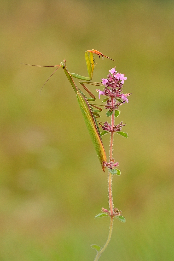 Mantis Religiosa