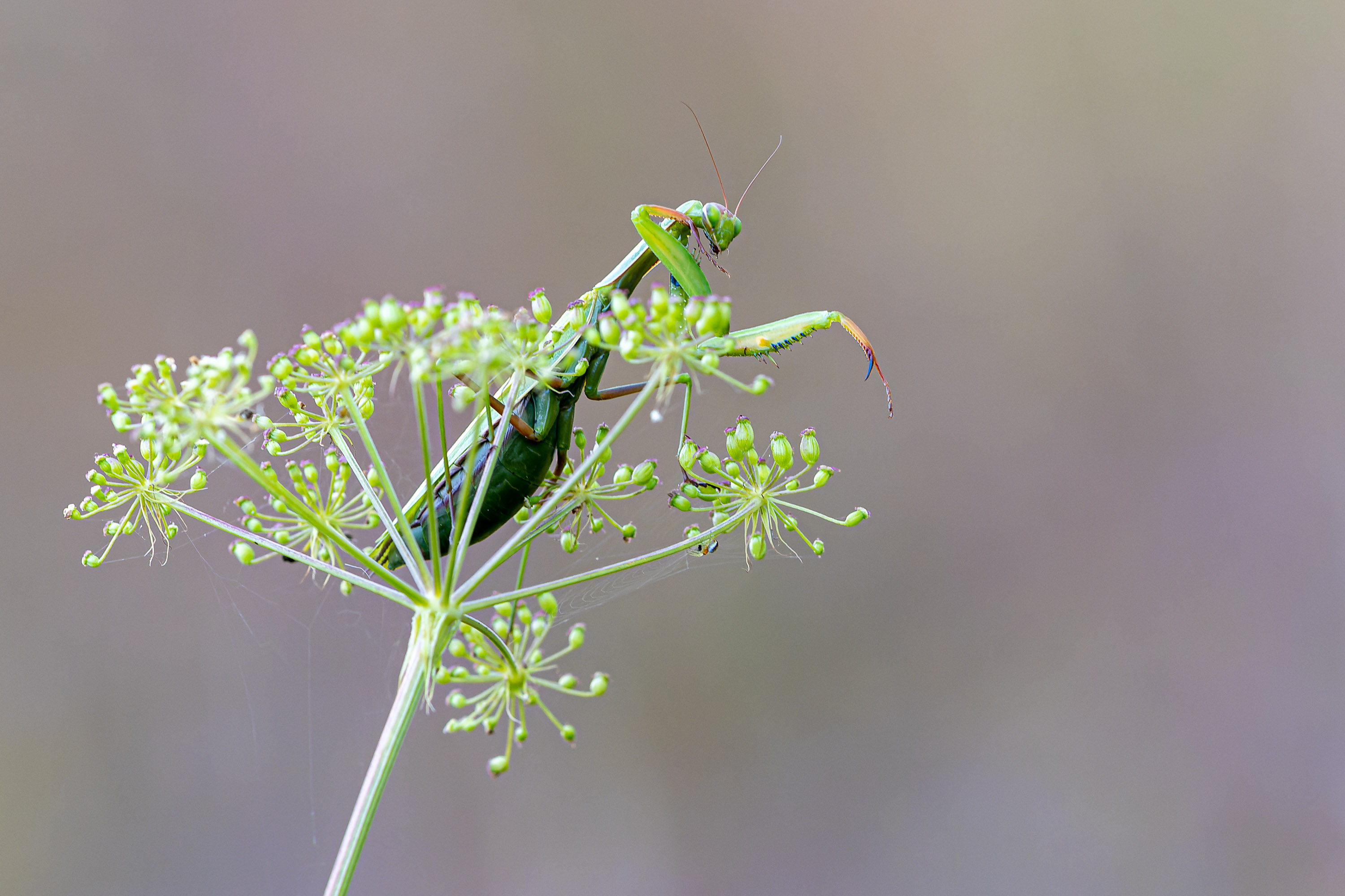 Mantis religiosa