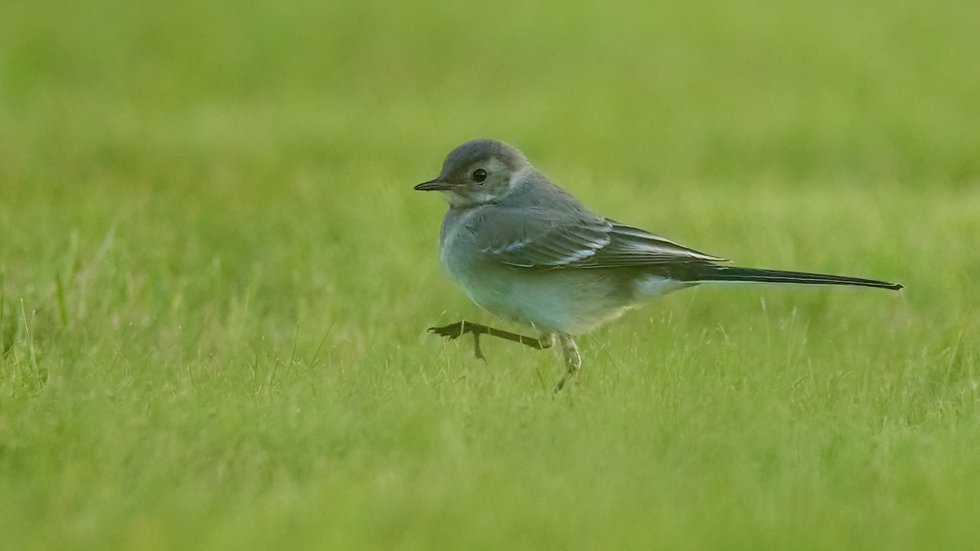 Juvenile Bachstelze auf Pirsch