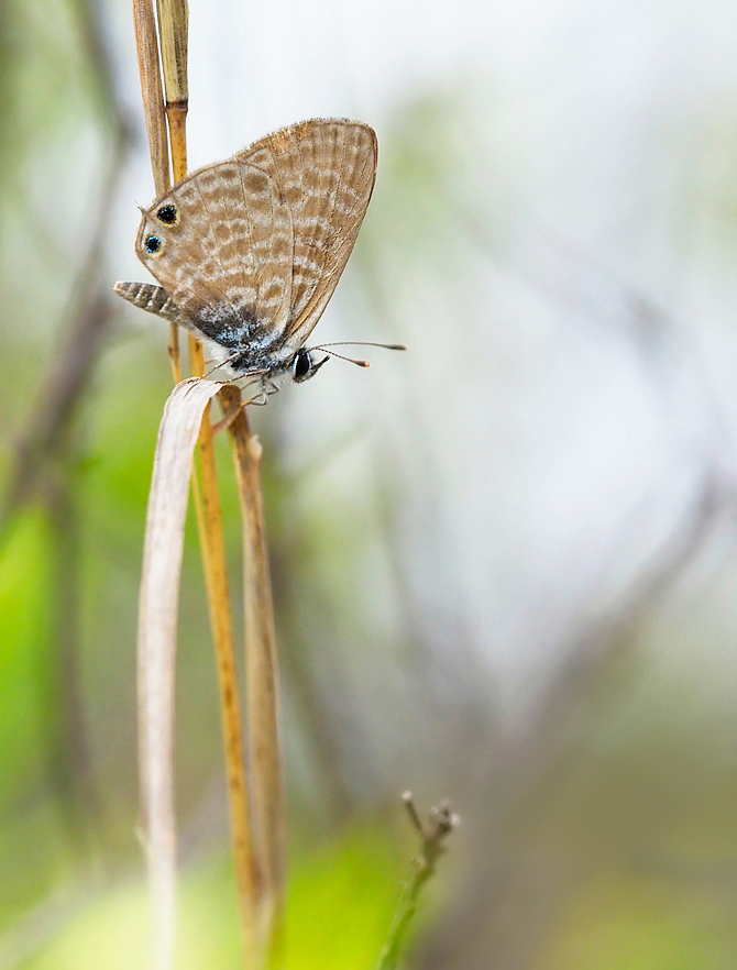 Kleiner Wanderbläuling (Leptotes pirithous)