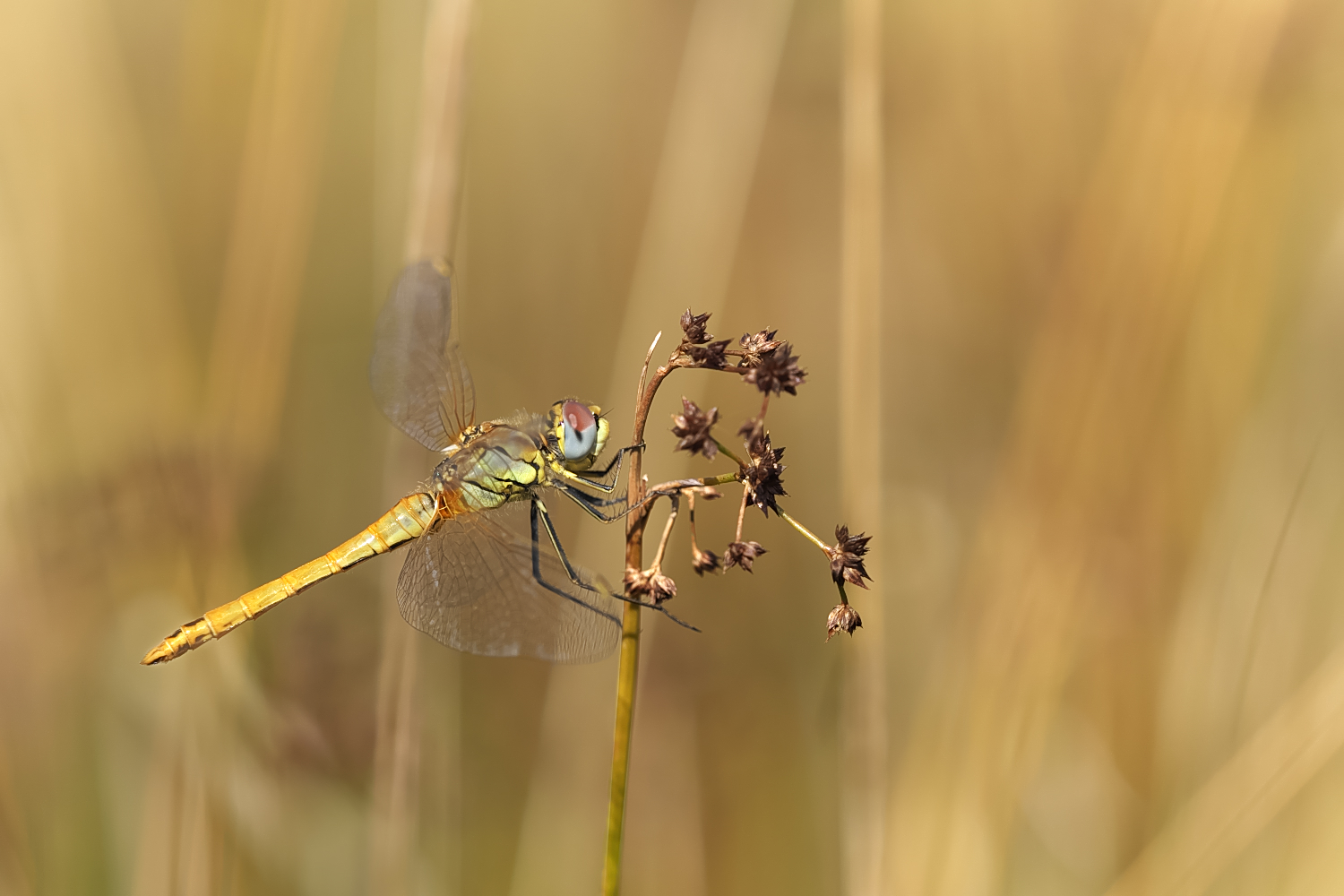 Frühe Heidelibelle ♂