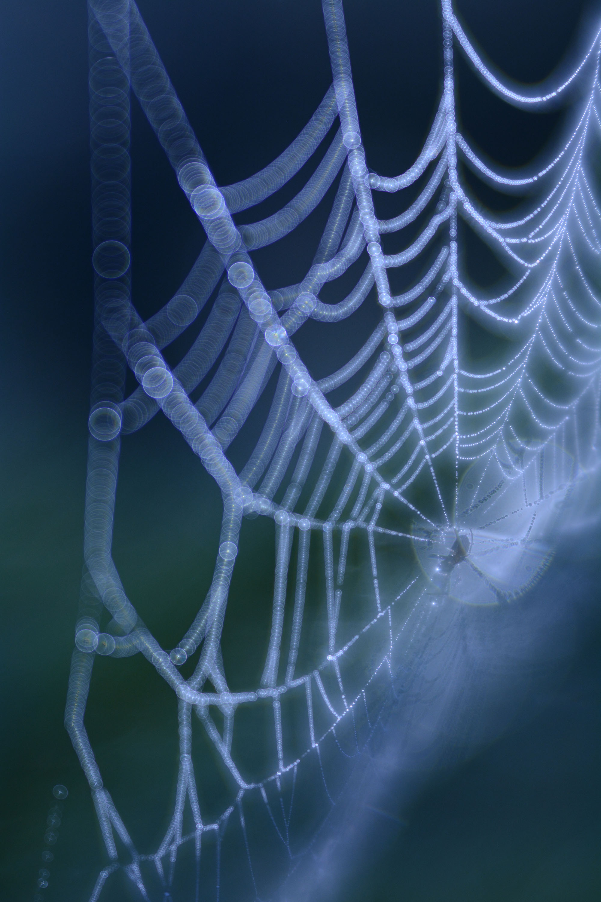 glowing web