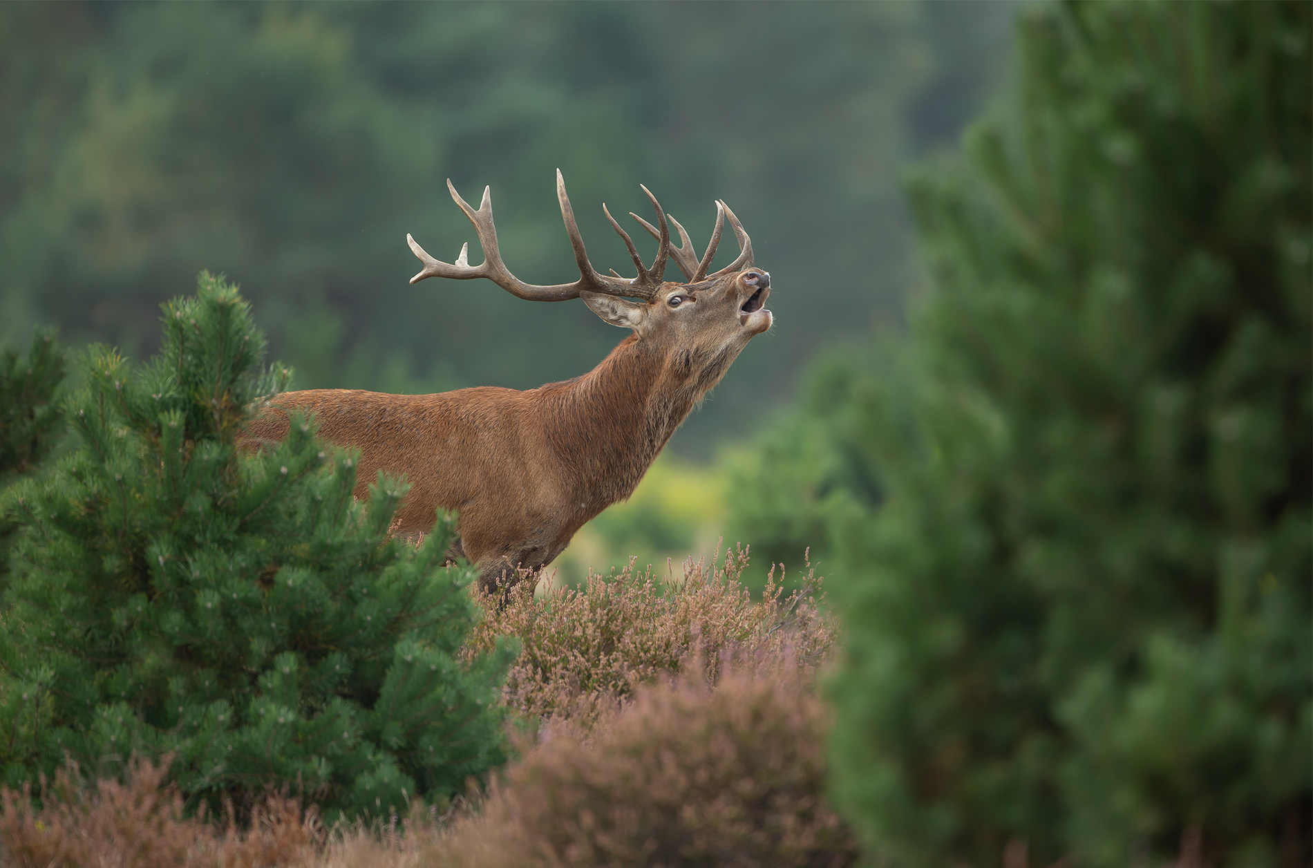 Rothirsch (Cervus elaphus)