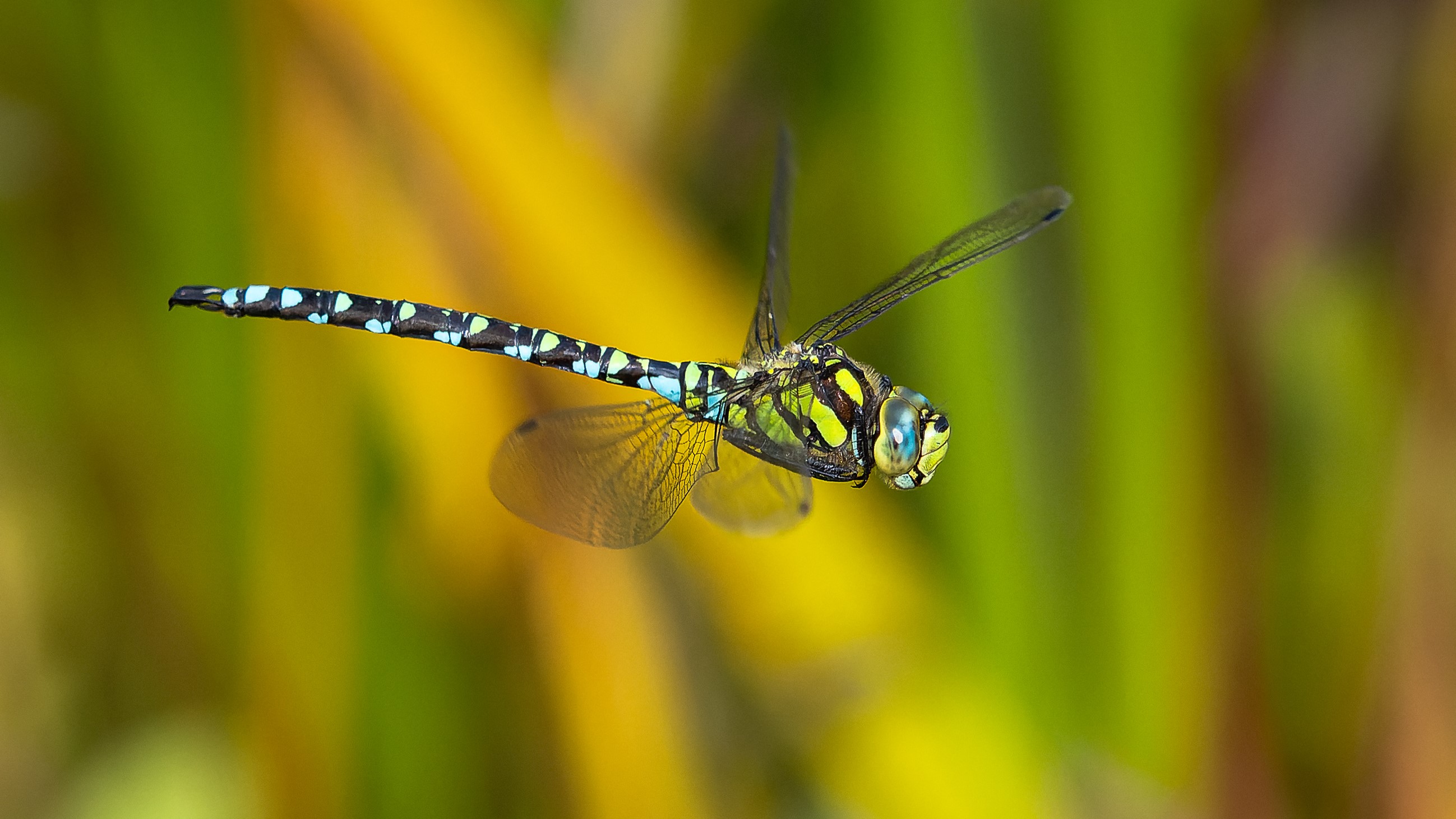 Patrouille