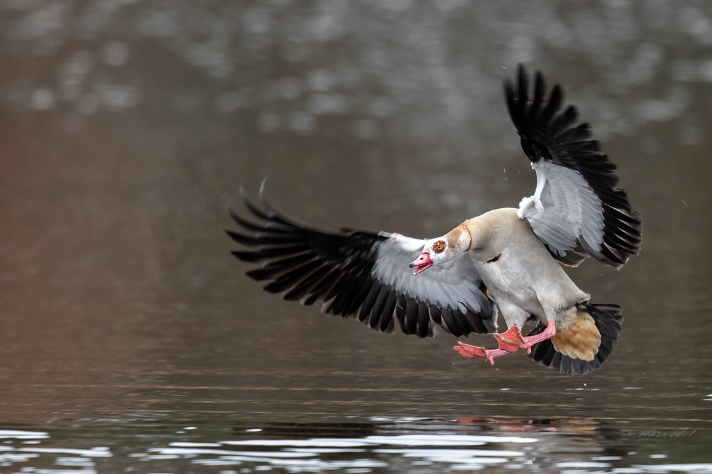 Nilgans