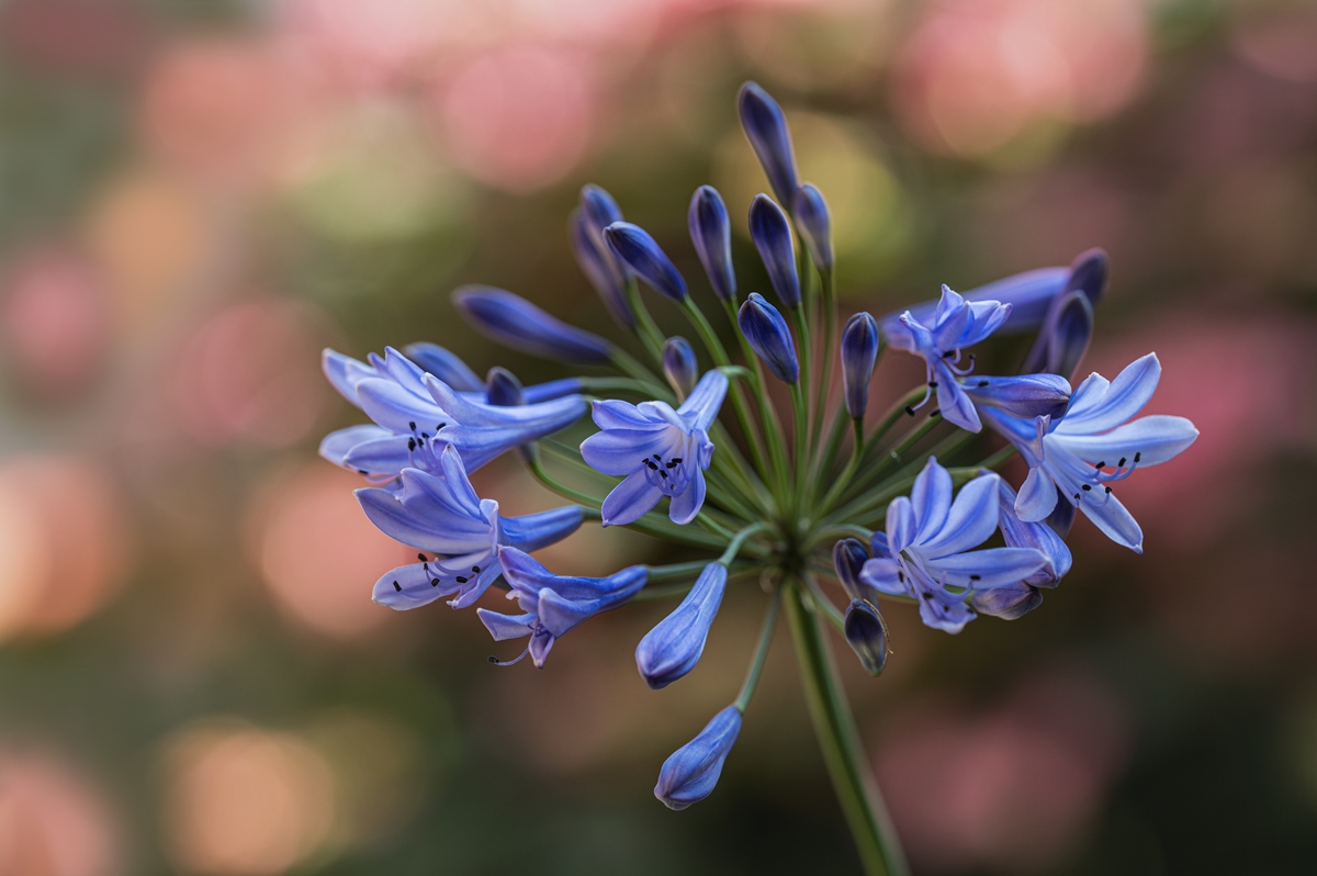 Agapanthus Schmuclilie