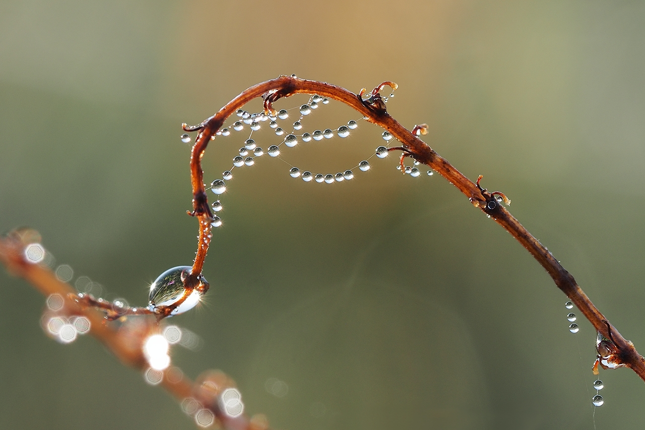 Herbstliches Tropfenallerlei