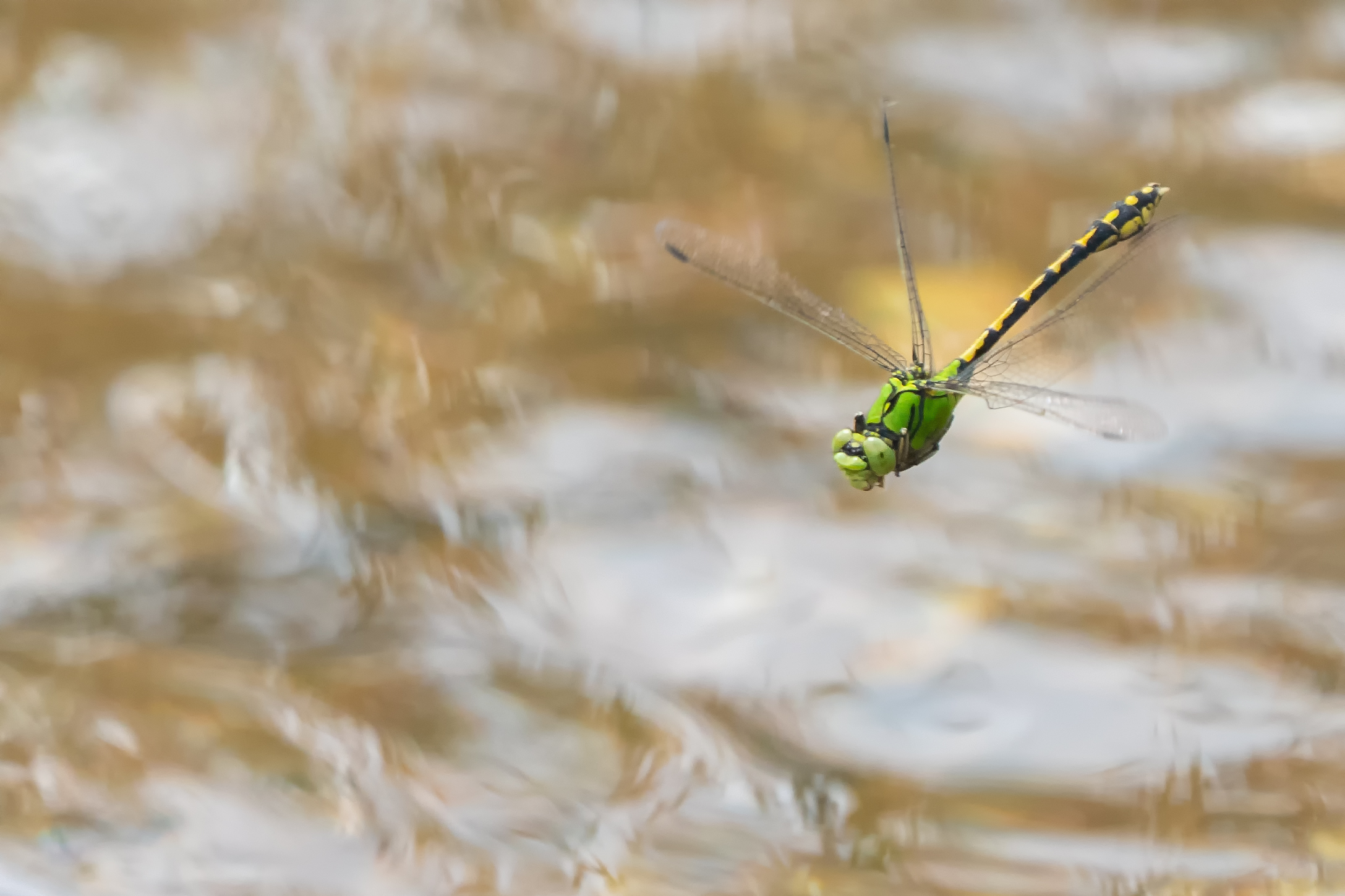 Flug grüne Flussjungfer