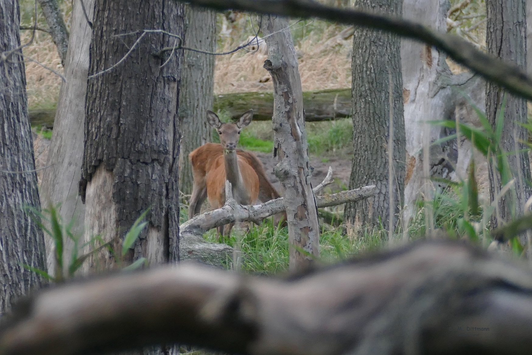 Hirschkühe im Toten-Wald