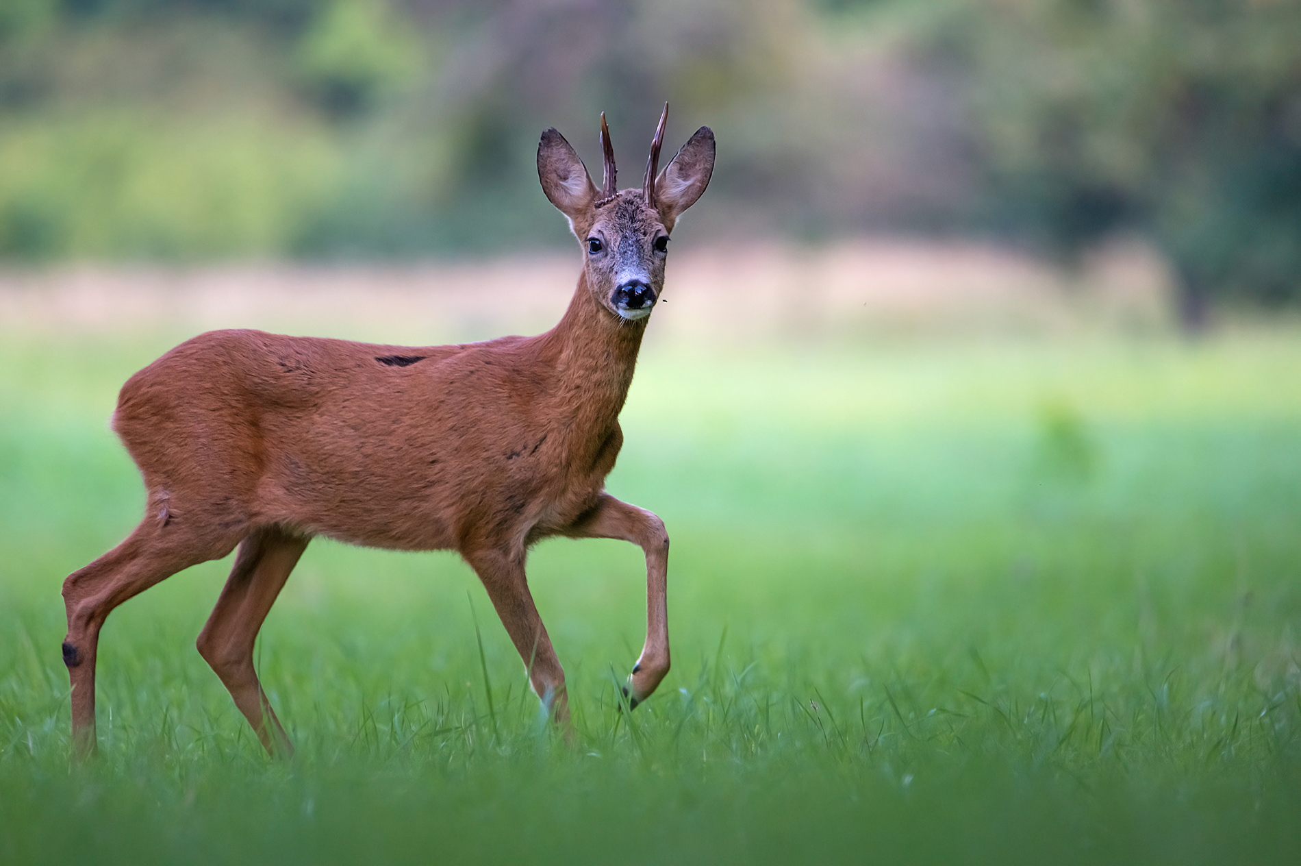 Eleganz (Forum für Naturfotografen)
