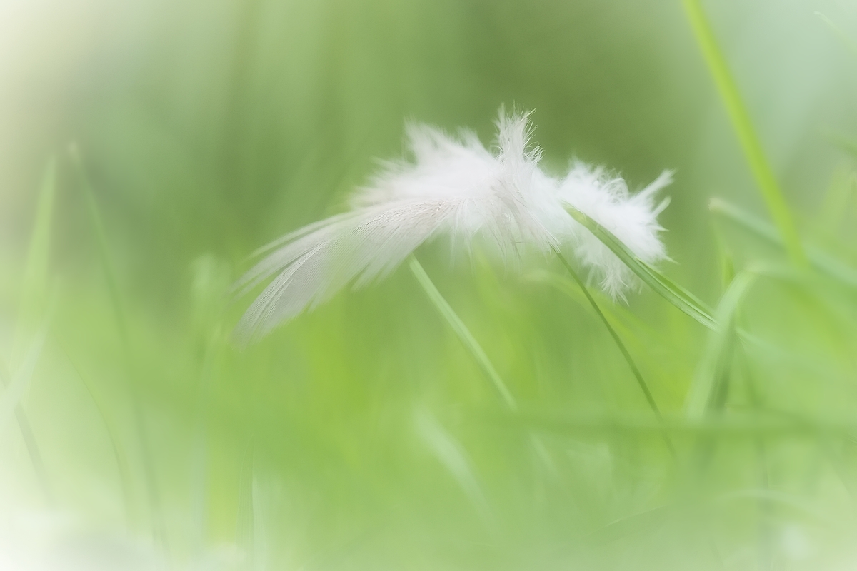 Ein Gruß aus Fluffinesien