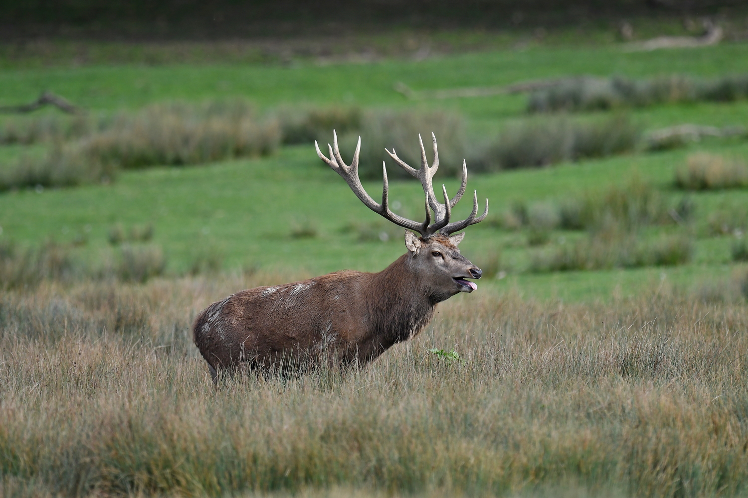 Hirsch