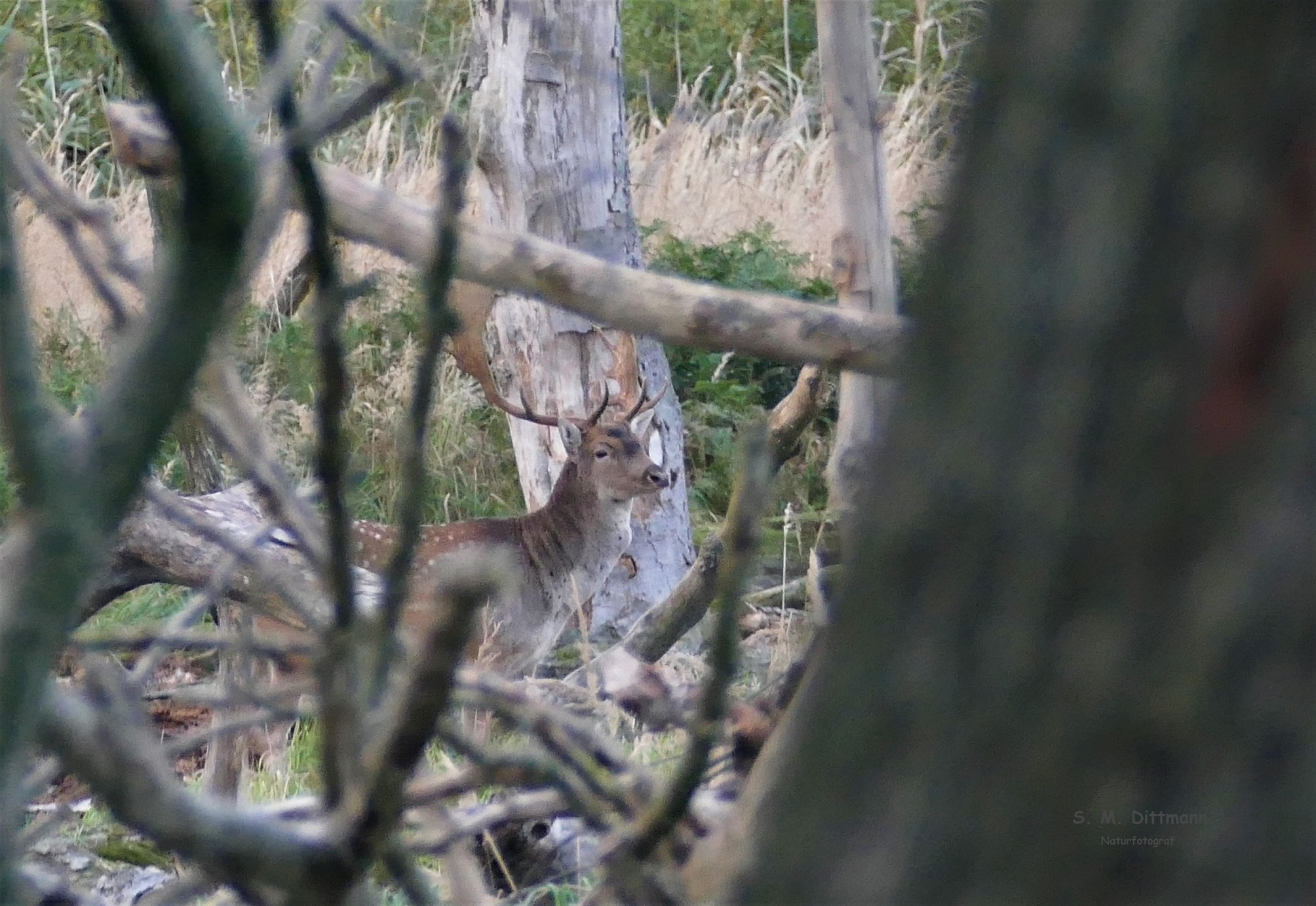 Damhirsch im Toten-Wald