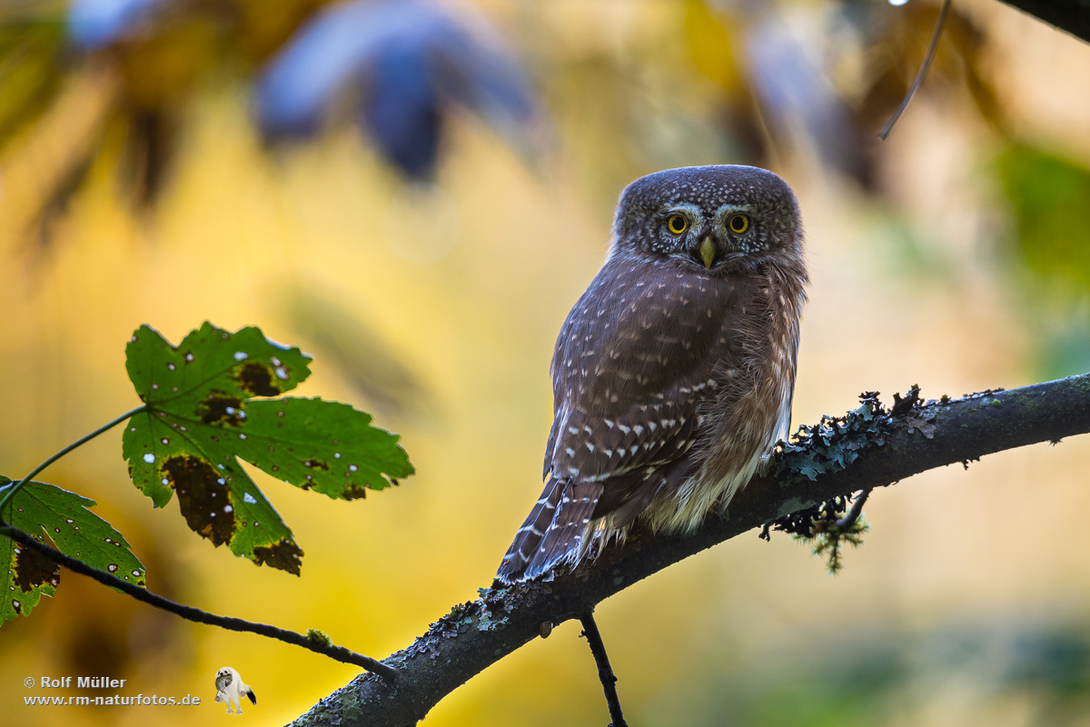 Sperlingskauz im Herbstlicher Umgebung