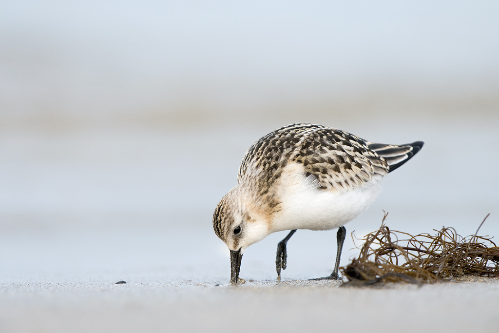 ~Sanderling~