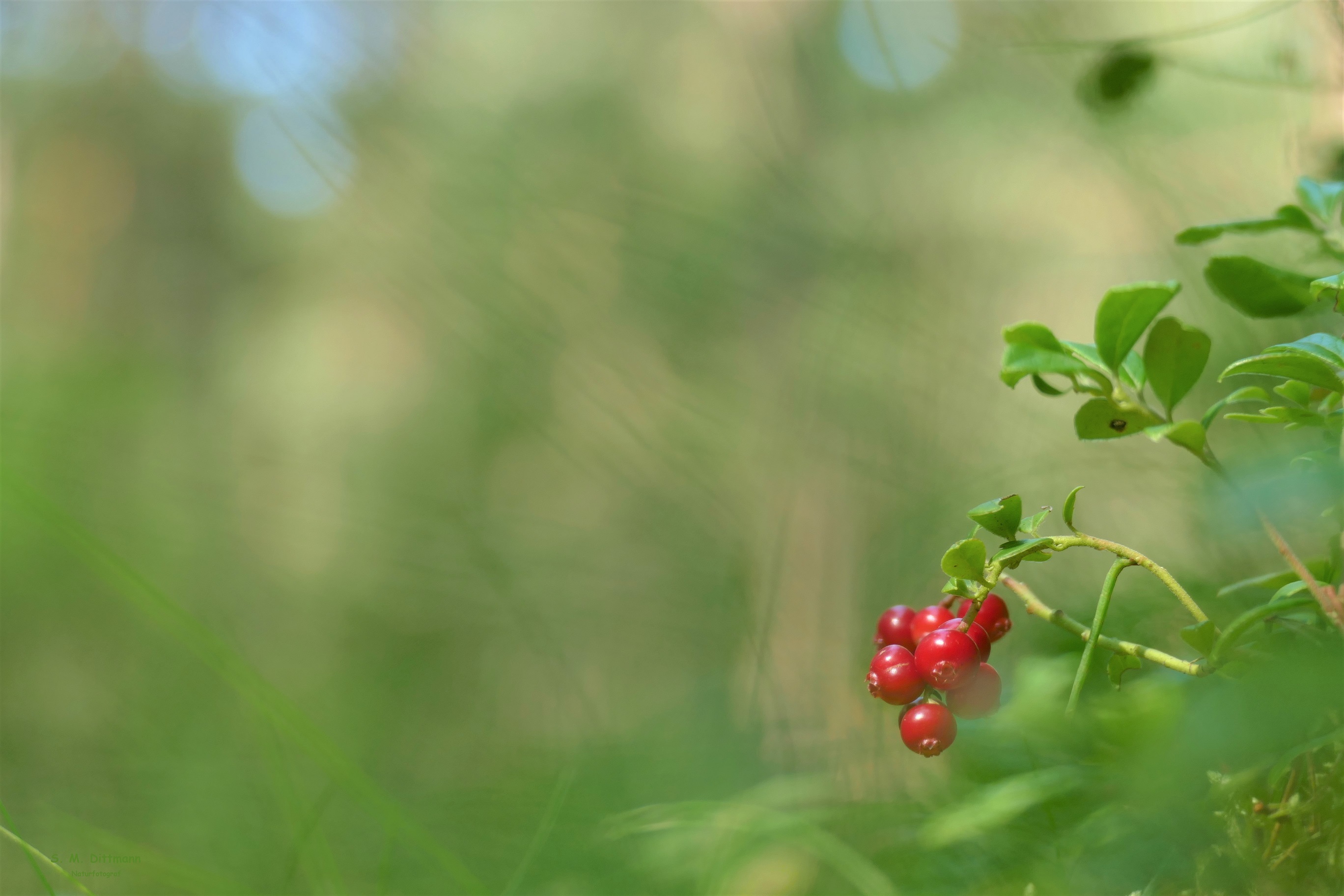 Nach den Blaubeeren ........