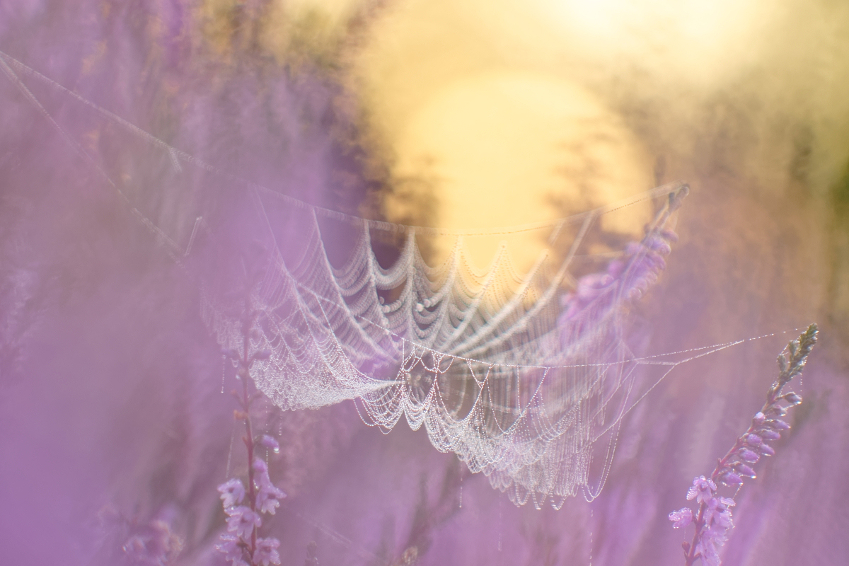 How to catch the morning sun in a spiderweb