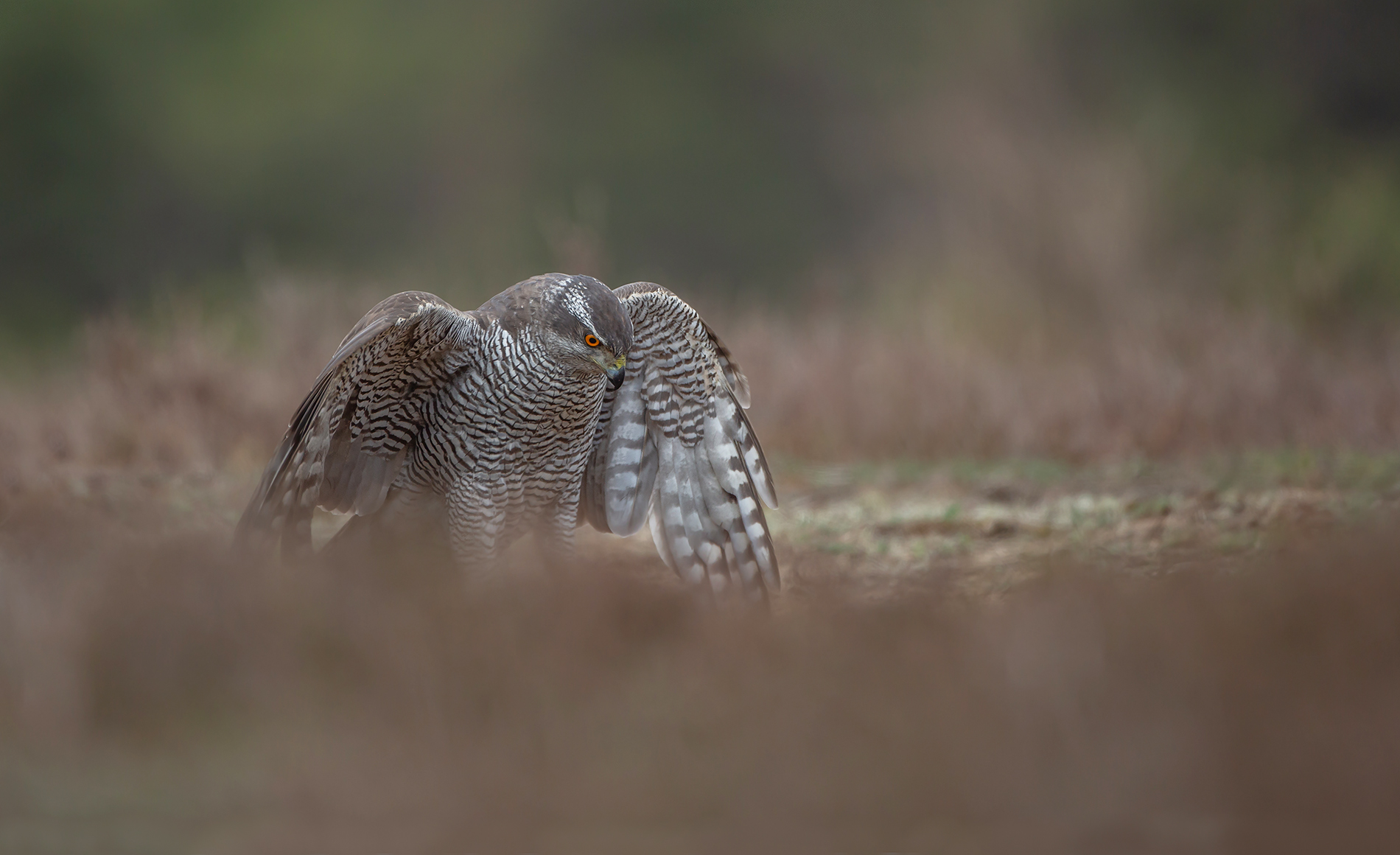 Habicht (Accipiter gentilis)