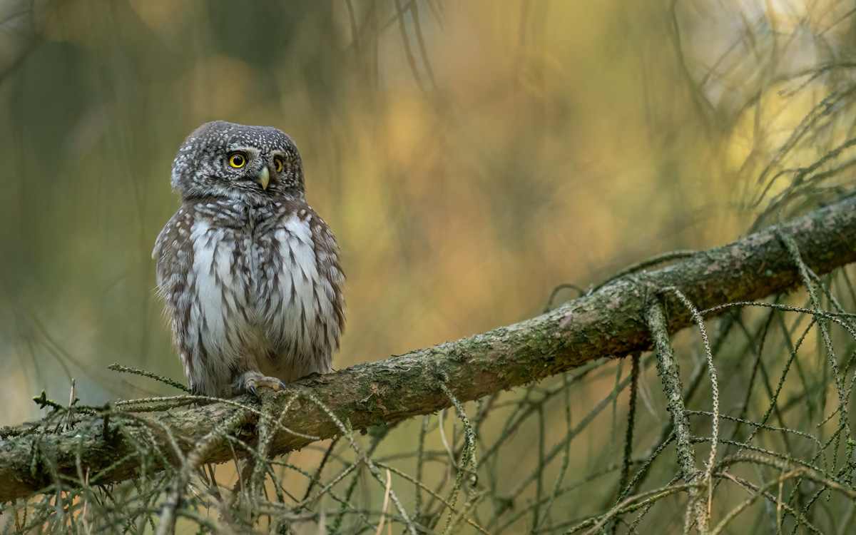 Heimlicher Waldbewohner