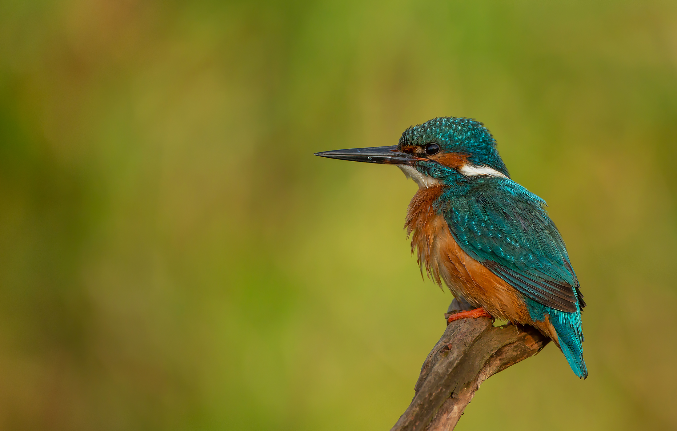 Eisvogel