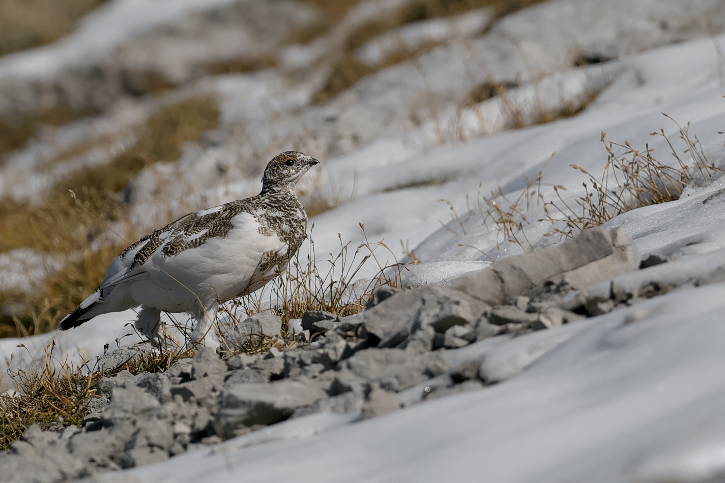Der erste Schnee