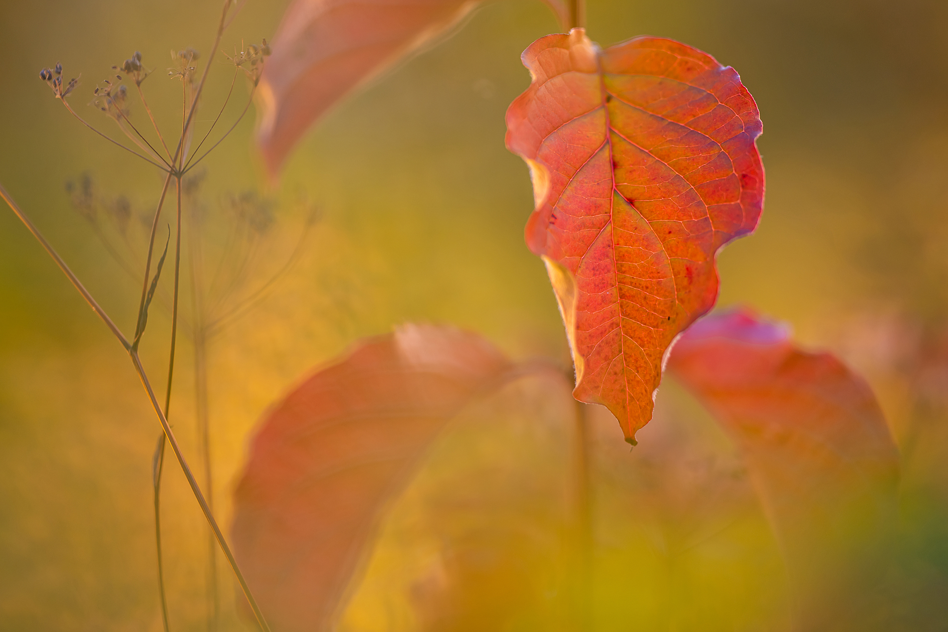 ... dem Herbst auf der Spur